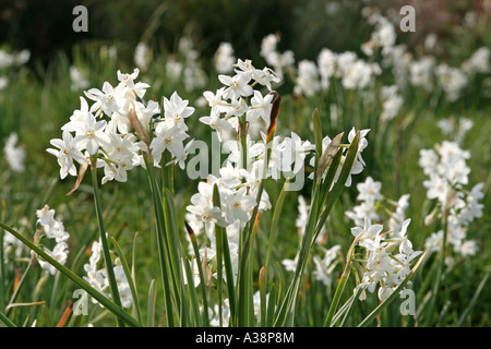 Tazetta Narcissus Papyraceus flowering in spring Salema Bay Algarve Portugal Stock Photo