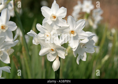 Tazetta Narcissus Papyraceus flowering in spring Salema Bay Algarve Portugal Stock Photo