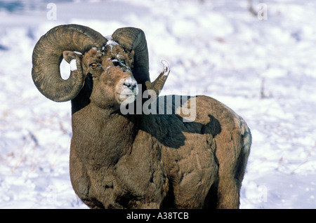 Bighorn Sheep in snow 49 Stock Photo