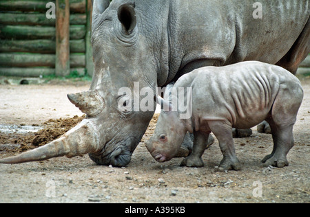 Mother and baby white rhino (Ceratotherium simum) Stock Photo
