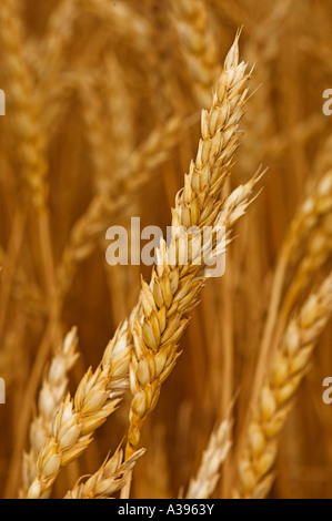Midwestern wheat field with grain nearly ready for harvest. Stock Photo