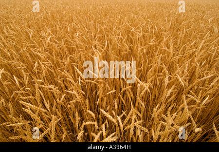 Midwestern wheat field with grain nearly ready for harvest. Stock Photo