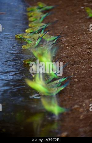 Budgerigars melopsittacus undulatus drinking at dusk at a waterhole Gemtree Northern Territory Australia 0172 Stock Photo