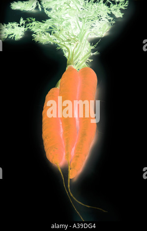 Glowing Carrots Stock Photo