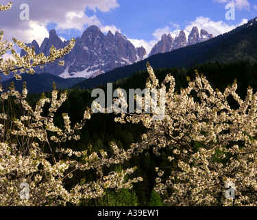 IT - DOLOMITES:  Springtime in Val de Funes with Geisler Peaks in background Stock Photo