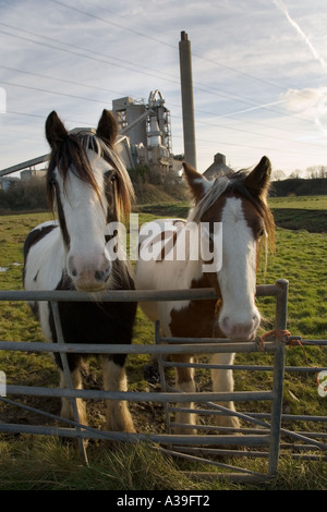 close view of two piebald horses in a field looking over a gate with a cement works in the background Stock Photo