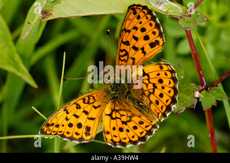 Lesser Marbled Butterfly Fritillary Brenthis ino Stock Photo