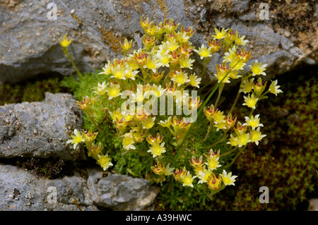 Yellow Mountain Saxifrage Saxifraga aizoides Stock Photo