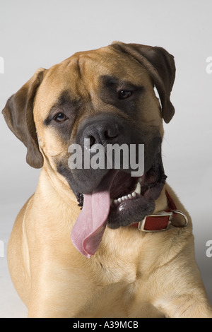 Portrait of a Bull Mastiff Stock Photo