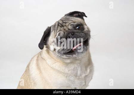 Pug store dog smiling