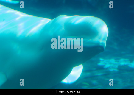 Beluga whale at the San Diego Seaworld with its mouth open and teeth ...