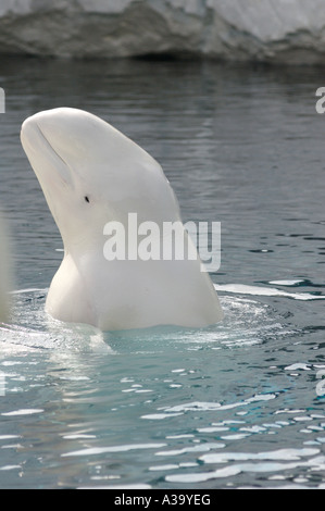 Beluga whale at the surface, Seaworld San Diego November 2006 Seaworld San Diego Stock Photo