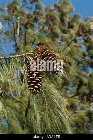 Pine Cones from Himalayan White Pine Tree Stock Photo