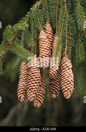 Norway Spruce Pine Cones Stock Photo