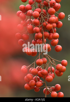 Berries from the Iigiri Tree Stock Photo