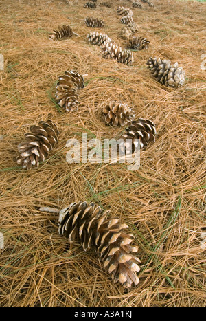 Pine Cones from Himalayan White Pine Tree Stock Photo