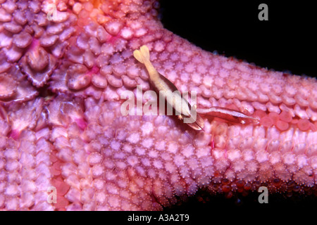 Starfish shrimps, Zenopontonia soror previously Periclimenes soror, living on the underside of a sea star Stock Photo