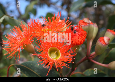 Orange Gum or Eucalypt blossom Stock Photo