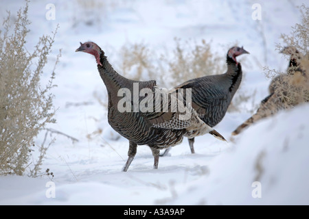 Wild Turkeys in snow near Salt lake City Utah. Black feathers and elusive. Walking around open field covered in snow scratching Stock Photo