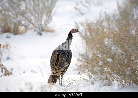 Wild Turkeys in snow near Salt lake City Utah. Black feathers and elusive. Walking around open field covered in snow scratching Stock Photo