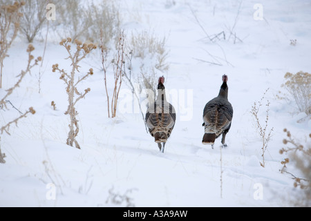 Wild Turkeys in snow near Salt lake City Utah. Black feathers and elusive. Walking around open field covered in snow scratching Stock Photo