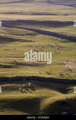Sheep on hillside, Yorkshire Dales National Park, Yorkshire, UK