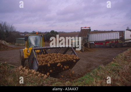 Sugar beet being loaded by tractor onto lorry trailer for transport Stock Photo