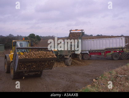 Sugar beet being loaded by tractor onto lorry trailer for transport Stock Photo