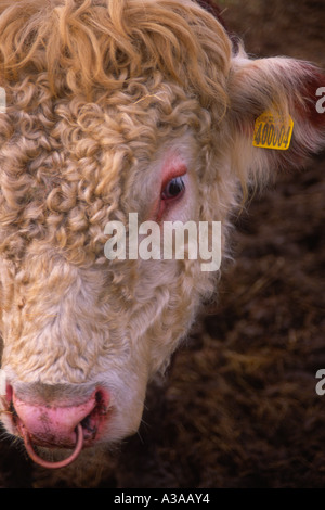 Hereford bull head with nose ring and yellow ear tag Stock Photo