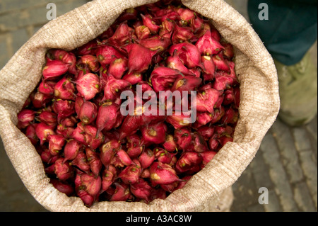 Harvested water chestnuts in sack, Xitang, China Stock Photo