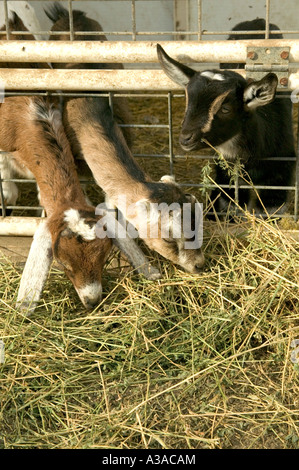 Kids feeding on alfalfa, dairy goat farm, California Stock Photo