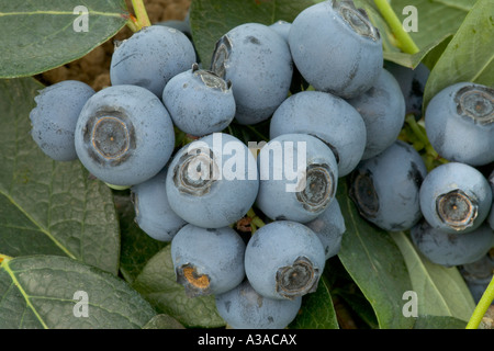 Ripe blueberries on branch, California Stock Photo