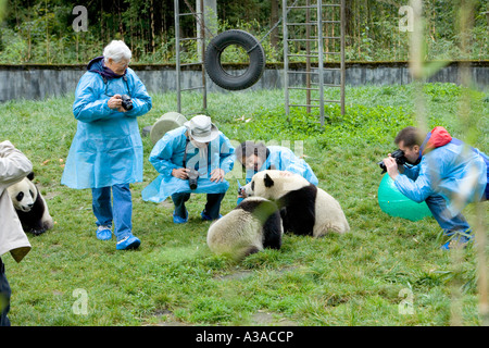 Visitors admiring Giant Panda juveniles, compound, Wolong Nature Reserve, China Stock Photo