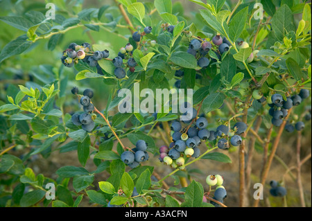 Blueberries growing on bush 'Early Blue' variety, California Stock Photo