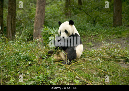 Giant Panda feeding on bamboo stalks at forest edge. Stock Photo