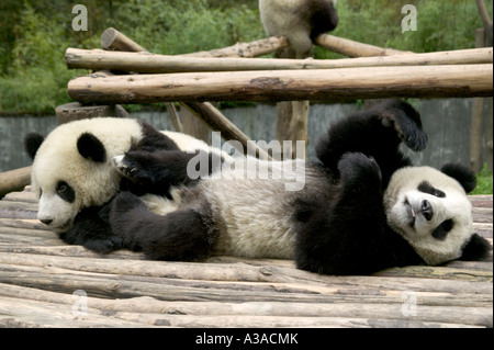 Giant Panda Juveniles resting on play area, Stock Photo