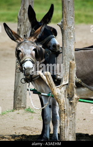 Hungary Kiskunsagi National Park Bugaci Town Two Donkey at Hungarian Cowboy Horse Show Stock Photo