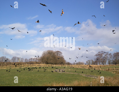 red kite feeding sites in wales