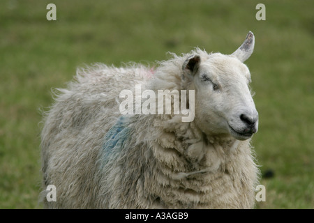 sheep standing with eyes closed in a field near broughshane county antrim northern ireland Stock Photo