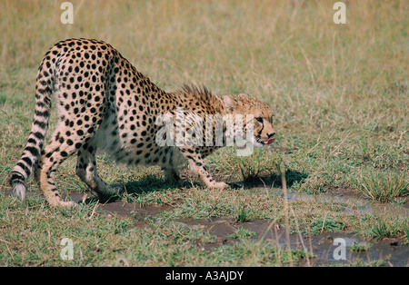 Almost fully grown Cheetah cub drinking from small pool in Masai Mara National Reserve Kenya East Africa Stock Photo