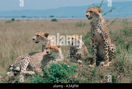 Alert Cheetah with three almost fully grown cubs on termite mound in Masai Mara National Reserve Kenya East Africa