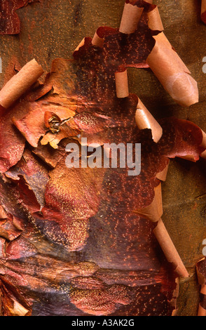 Peeling bark of Acer griseum the paper bark maple Stock Photo