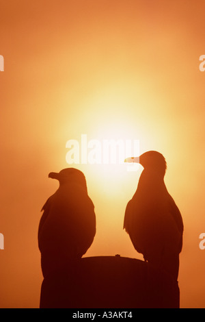 Silhouettes of two sea gulls at sunset on Appledore island at the Isles of Shoals in Maine Stock Photo
