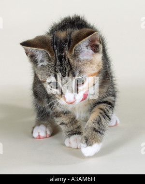 Tabby kitten licking lips walking towards camera Stock Photo