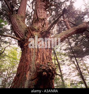 Giant Douglas Fir Tree (Pseudotsuga menziesii) growing in a Temperate Rainforest on Texada Island British Columbia Canada Stock Photo