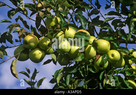 Golden Delicious Apples on the Tree Stock Photo