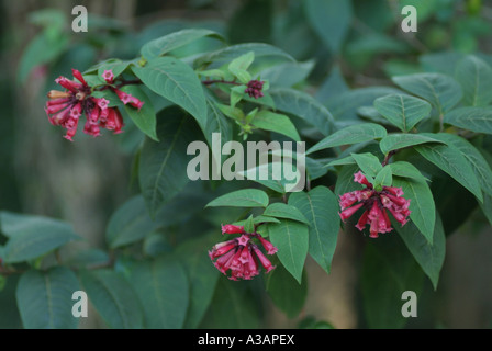 Red Cestrum (Cestrum elegans) in flower Stock Photo