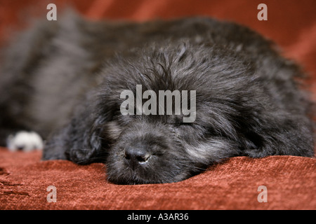 Sleeping Labradoodle puppy Stock Photo