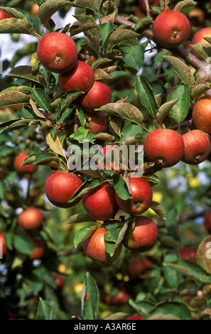 Winesap Apples on the Tree Stock Photo