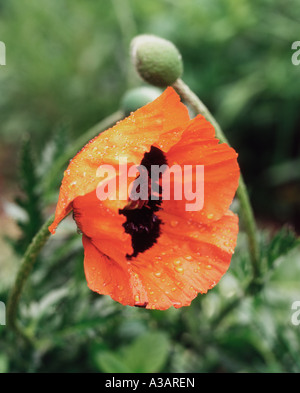 Orange Poppy, Papaver Orientale,  in Full Bloom Stock Photo
